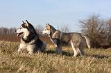 ALASKAN MALAMUTE 801